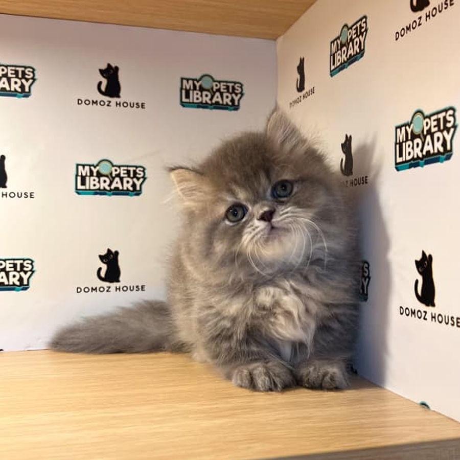 Minuet Napoleon Kitten