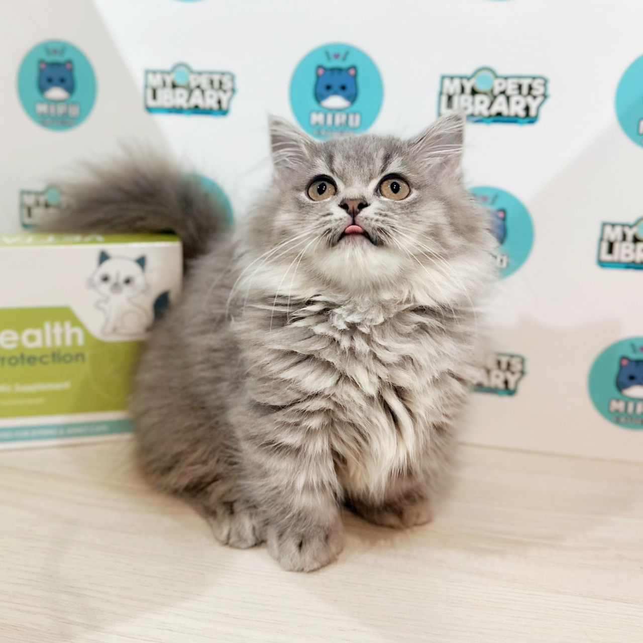 Super Short Minuet Napoleon Kitten