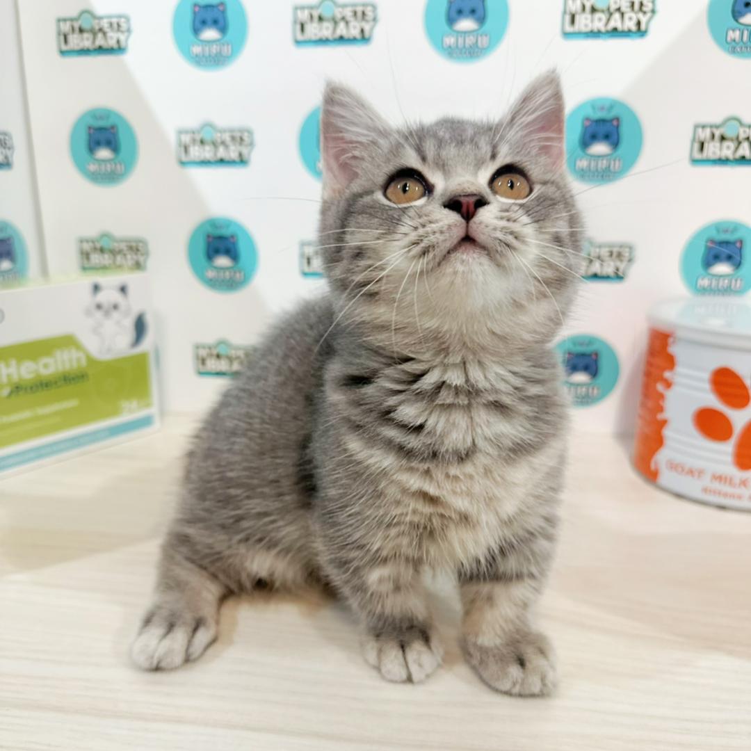 Super Short Munchkin British Shorthair Kitten