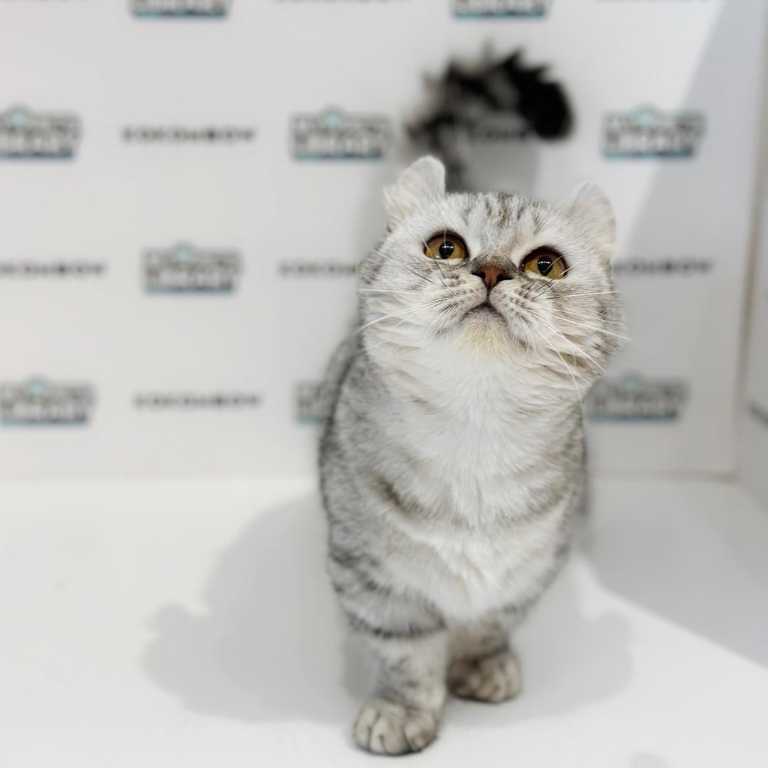 Super Short Munchkin Kinkalow Kitten