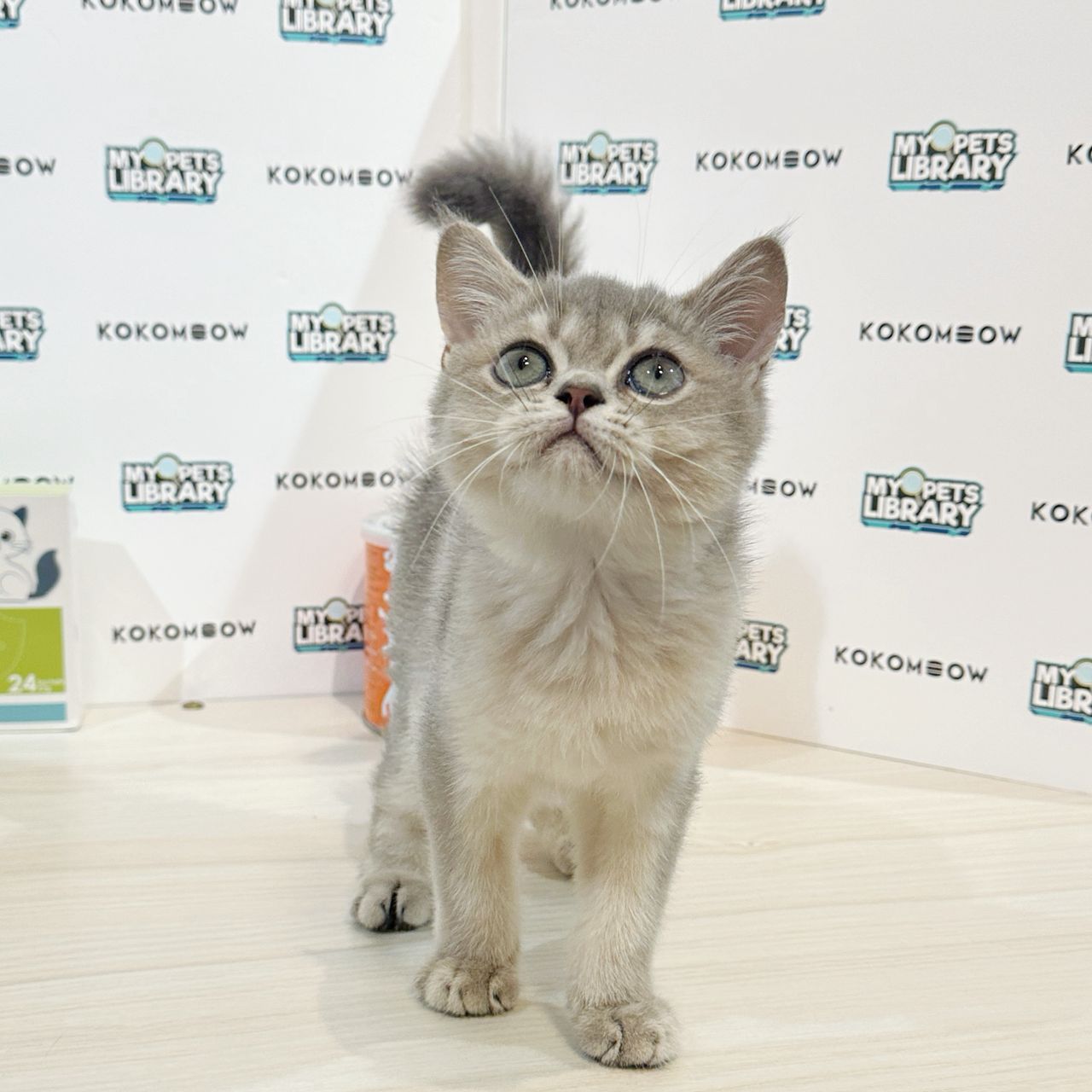 British Shorthair Kitten