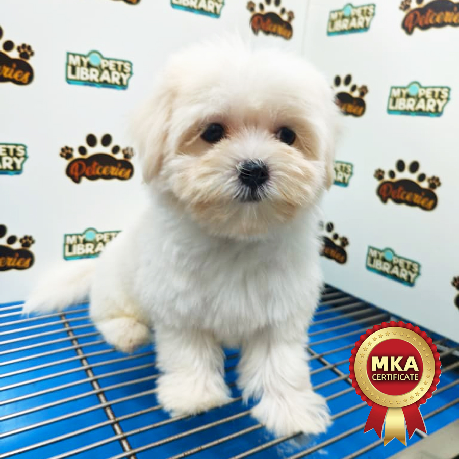 MKA Maltese Puppy
