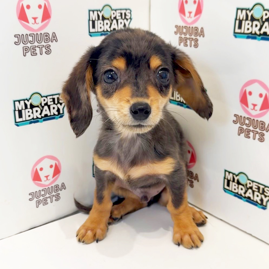 Chiweenie Puppy