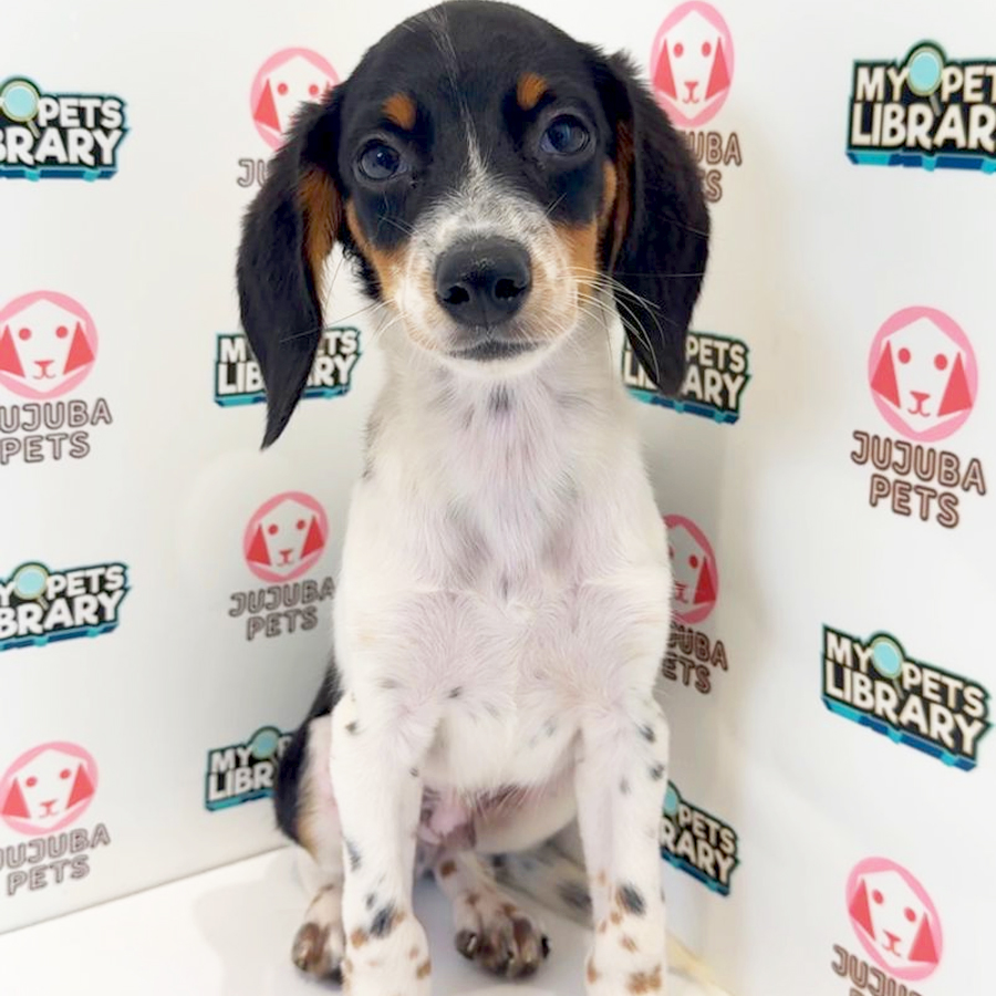 Doxle Puppy
