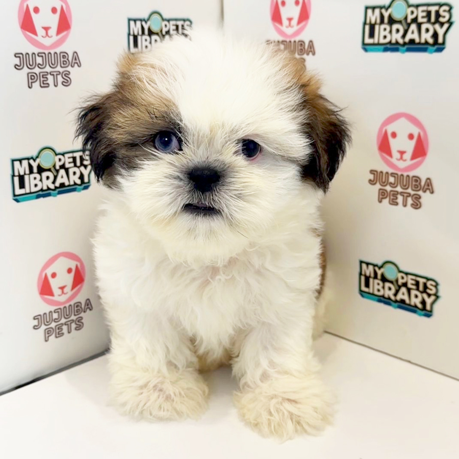 Shih Tzu Puppy