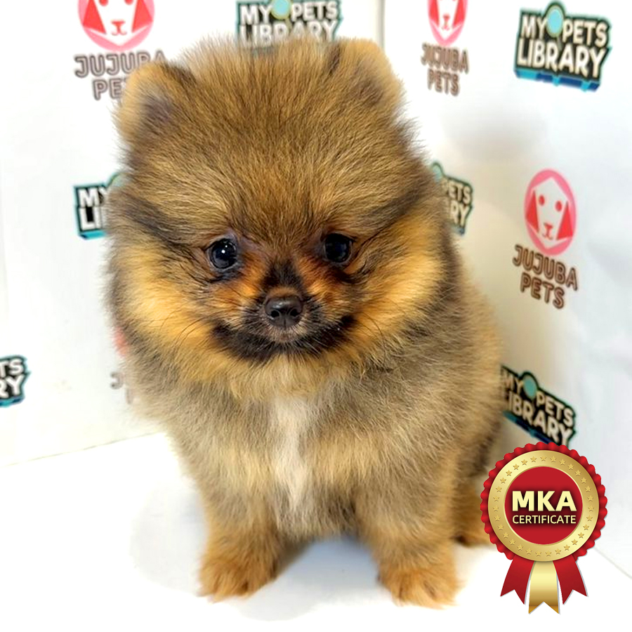 MKA Pomeranian Puppy