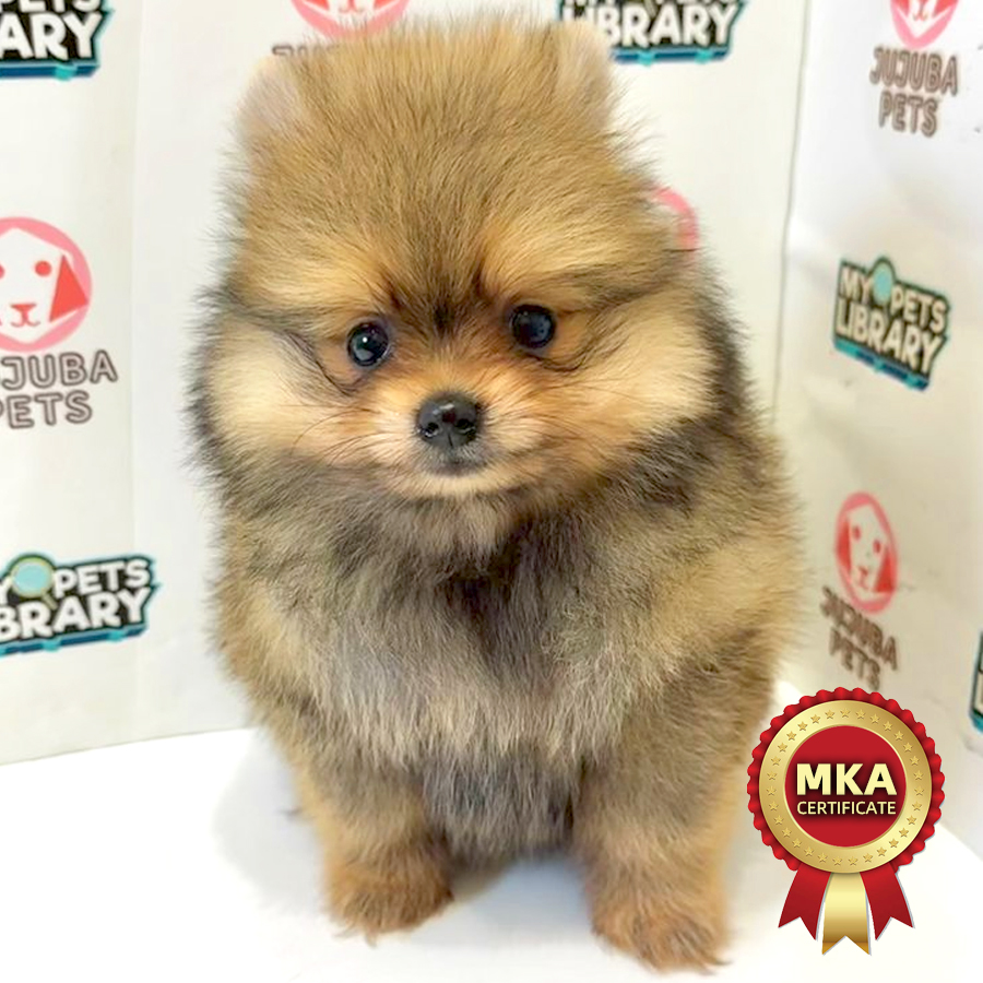 MKA Pomeranian Puppy