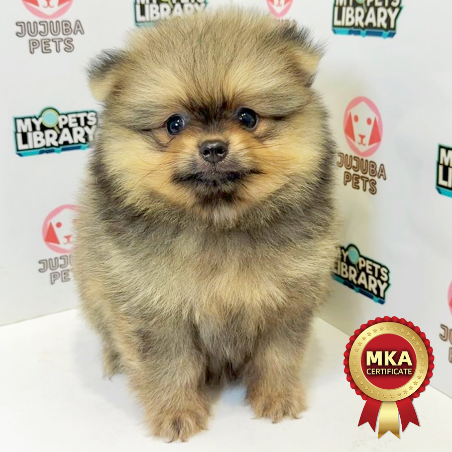 MKA Pomeranian Puppy
