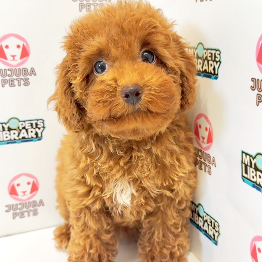 Toy Poodle Puppy