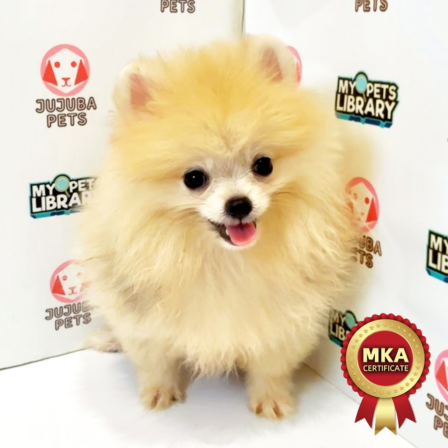 MKA Pomeranian Puppy