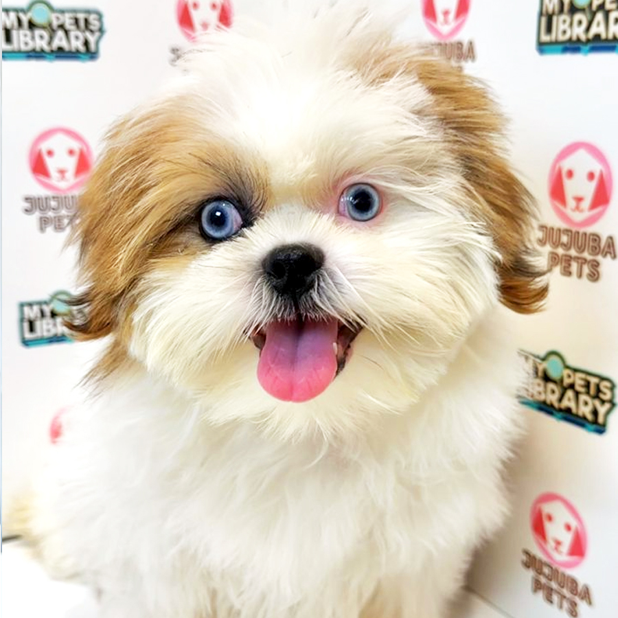 Shih Tzu Puppy