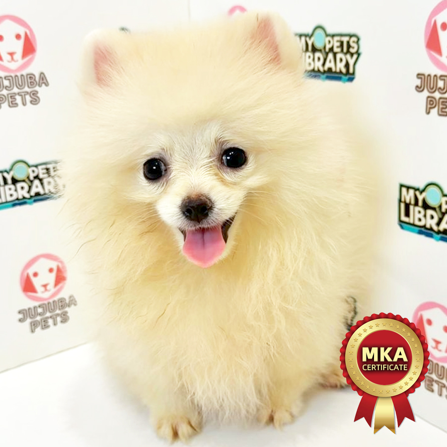 MKA Pomeranian Puppy