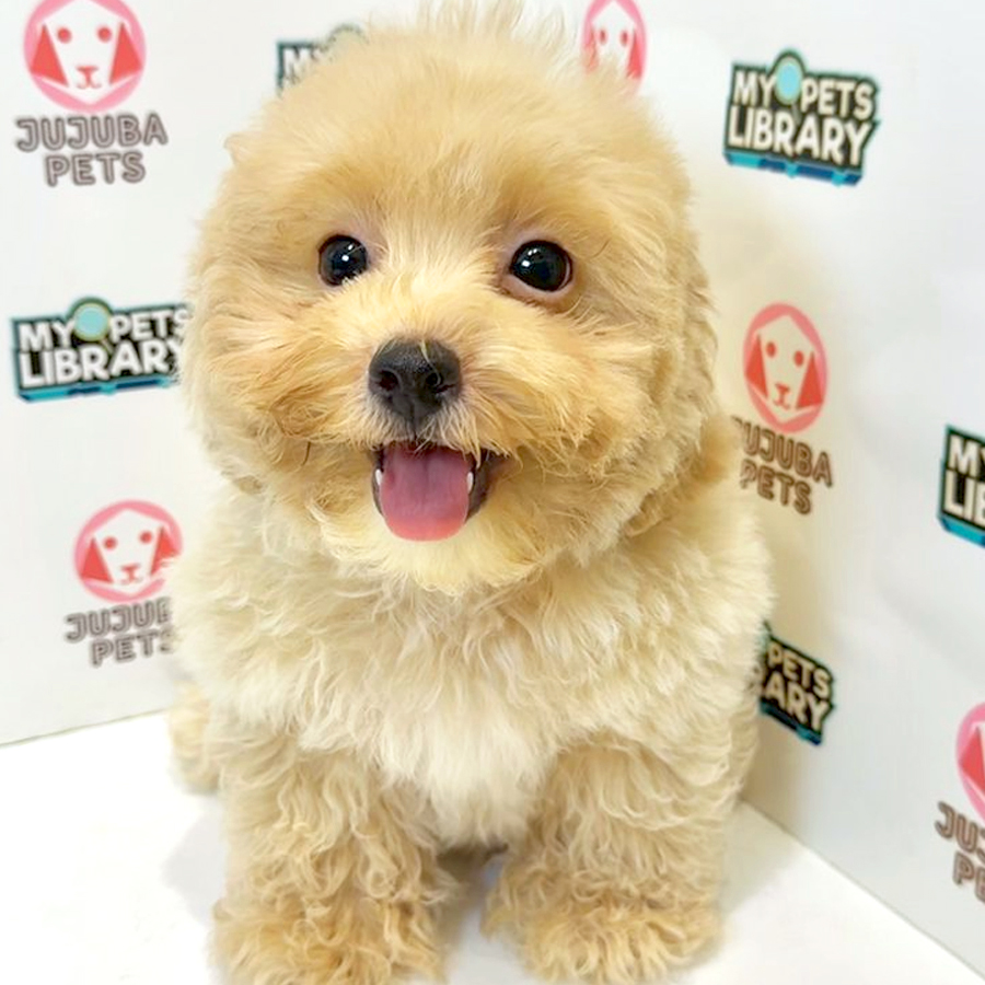Poochon Puppy
