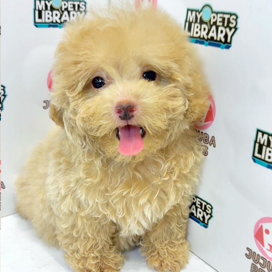 Toy Poodle Puppy