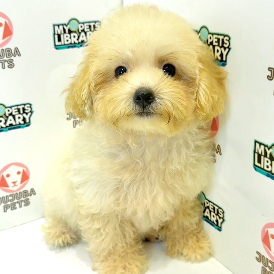 Poochon Puppy