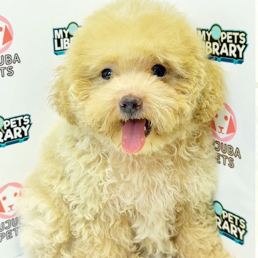 Poochon Puppy