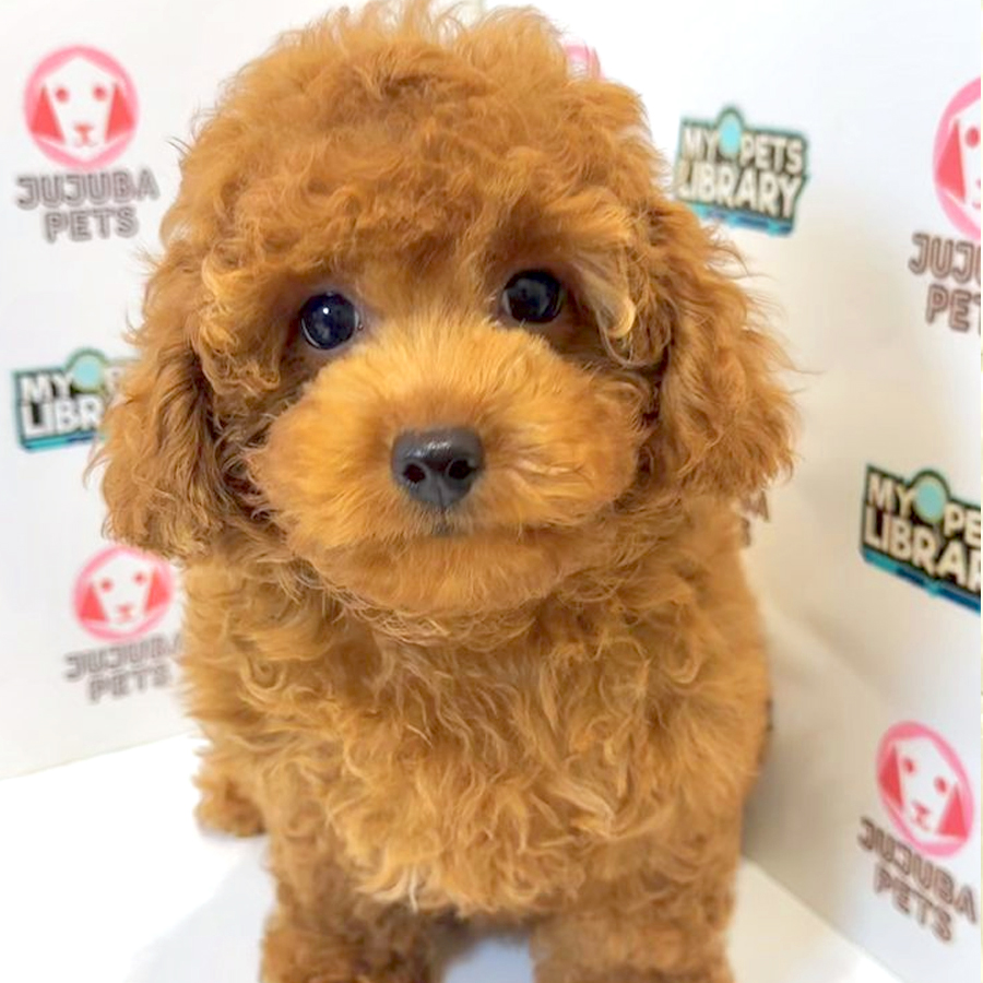 Toy Poodle Puppy