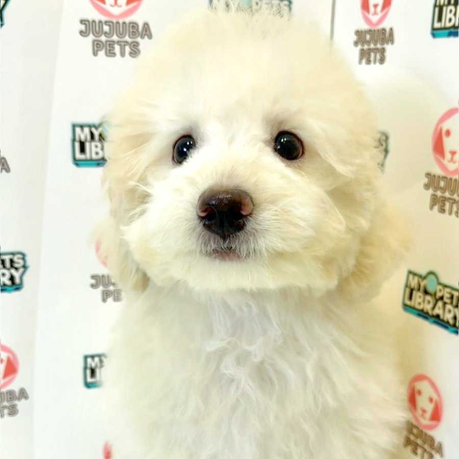 Toy Poodle Puppy