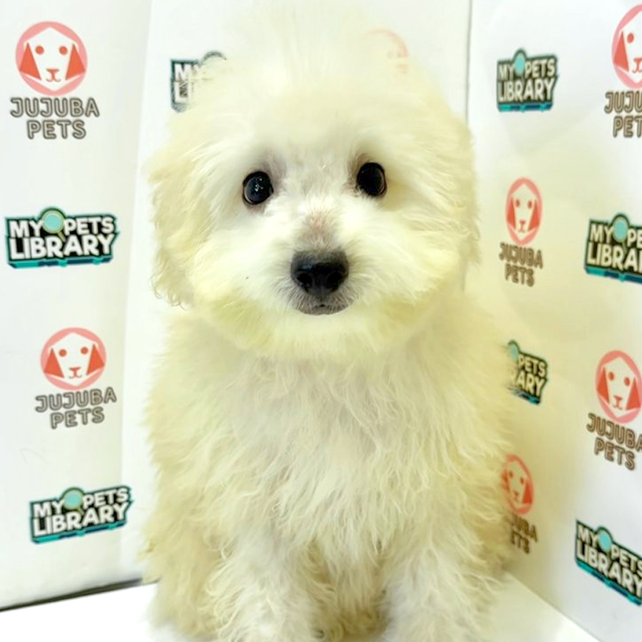 Toy Poodle Puppy
