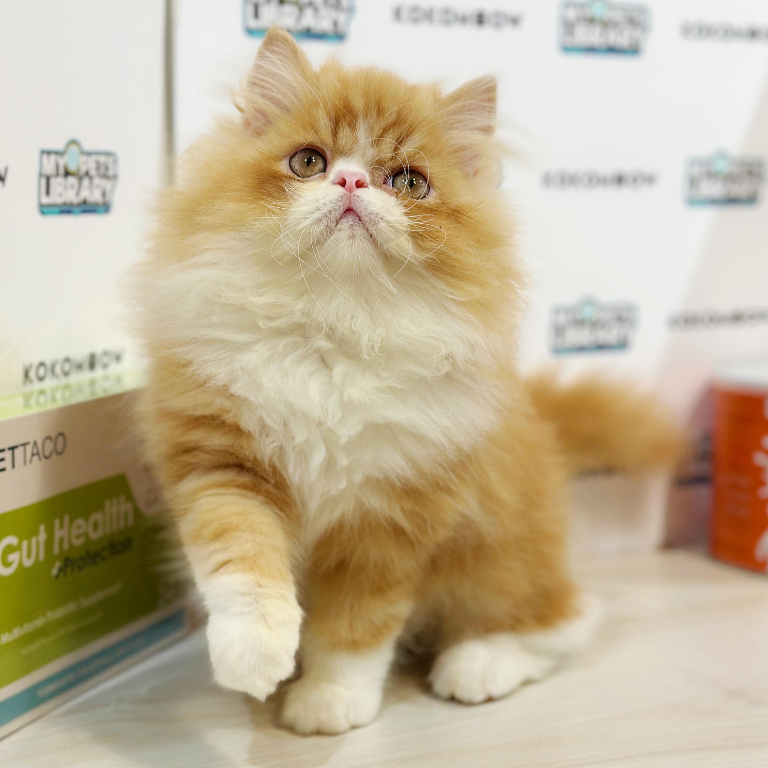 Persian Kitten