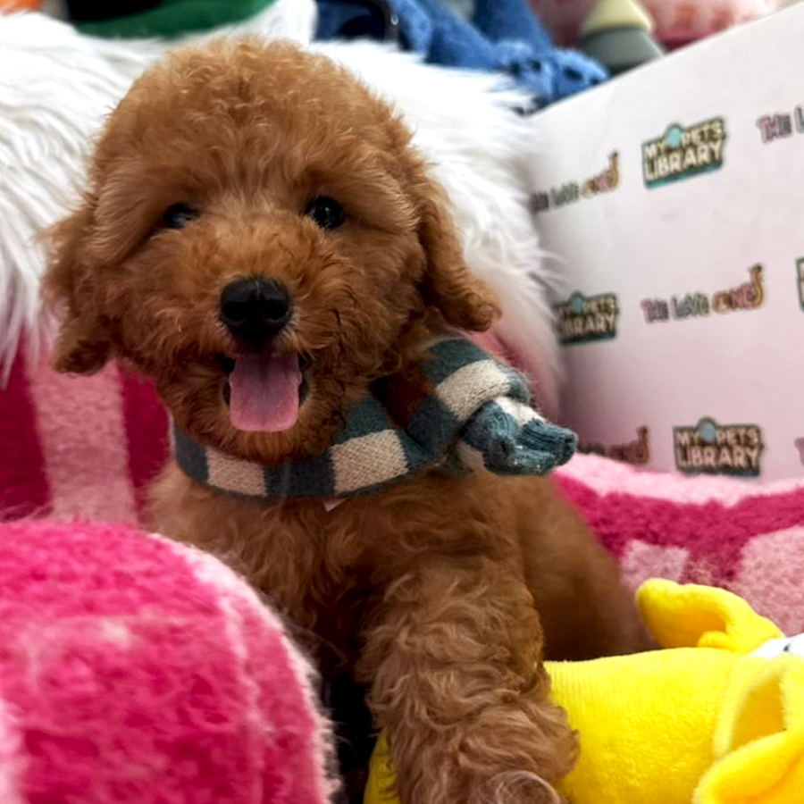 Tiny Toy Poodle Puppy