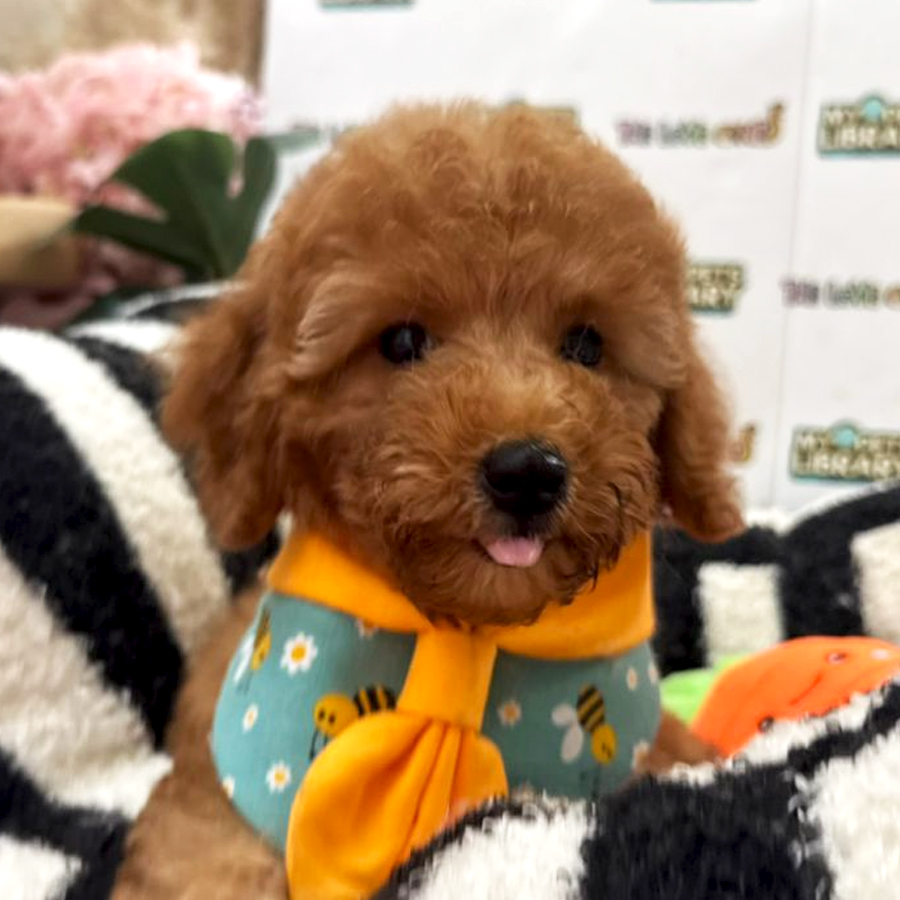 Tiny Toy Poodle Puppy