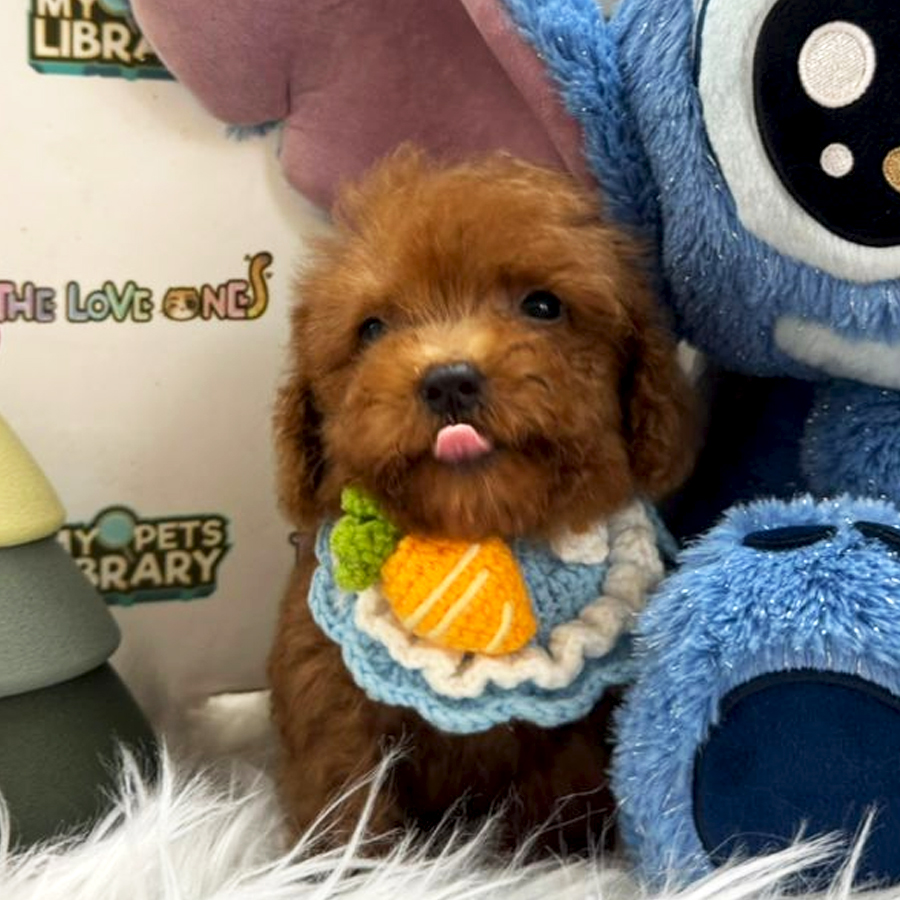 Tiny Teacup Poodle Puppy