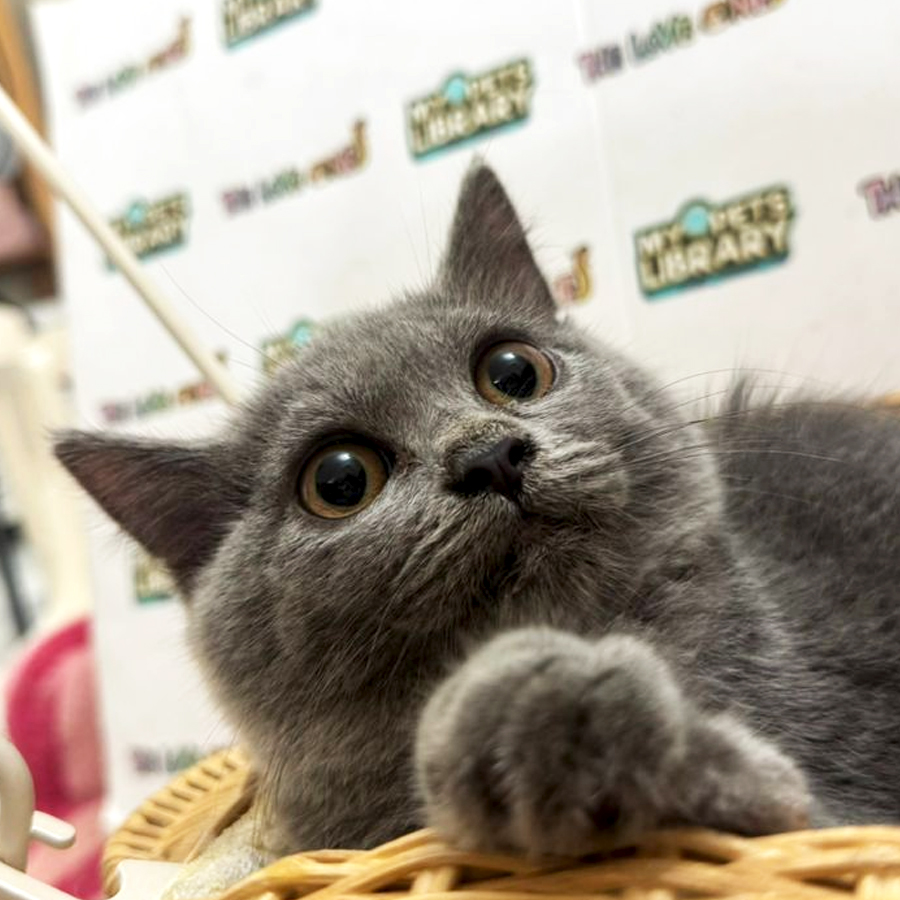 British Short Hair Kitten