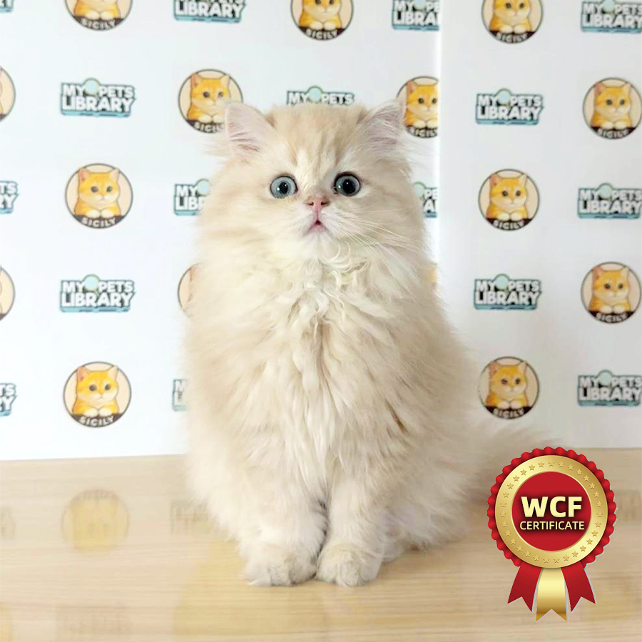 WCF British Longhair Kitten