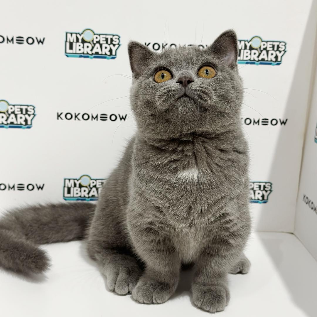 Short Leg Munchkin British Shorthair Kitten