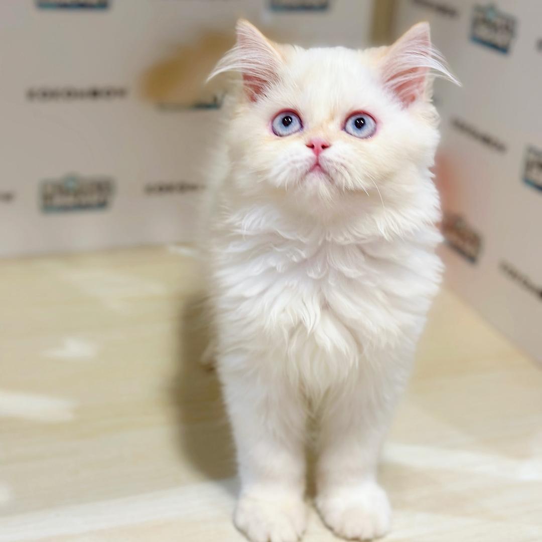 Turkish Angora Persian Kitten