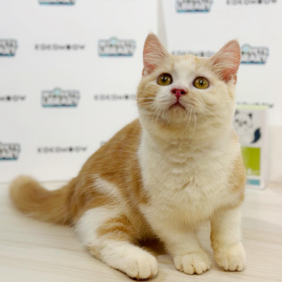 Super Short Munchkin British Shorthair Kitten