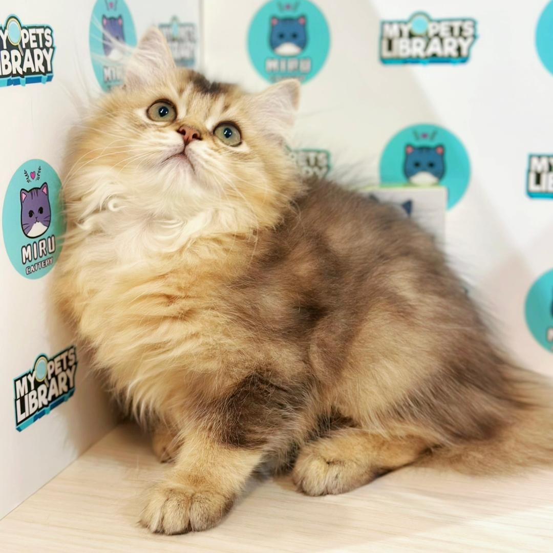 British Longhair Kitten