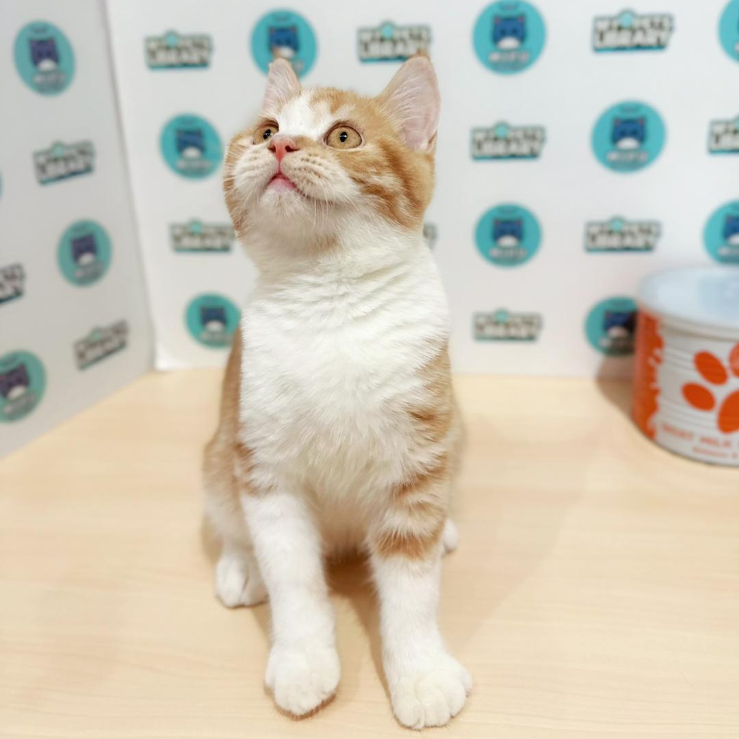 Scottishstraight Kitten