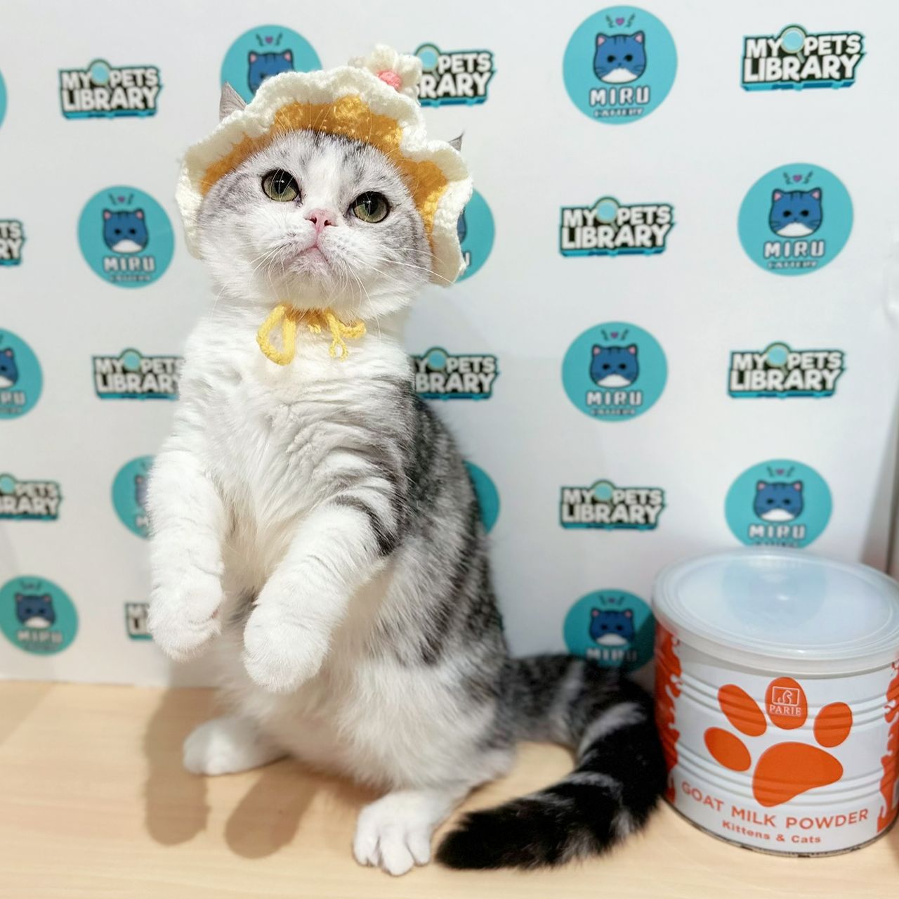 Super Short Munchkin American Shorthair Kitten