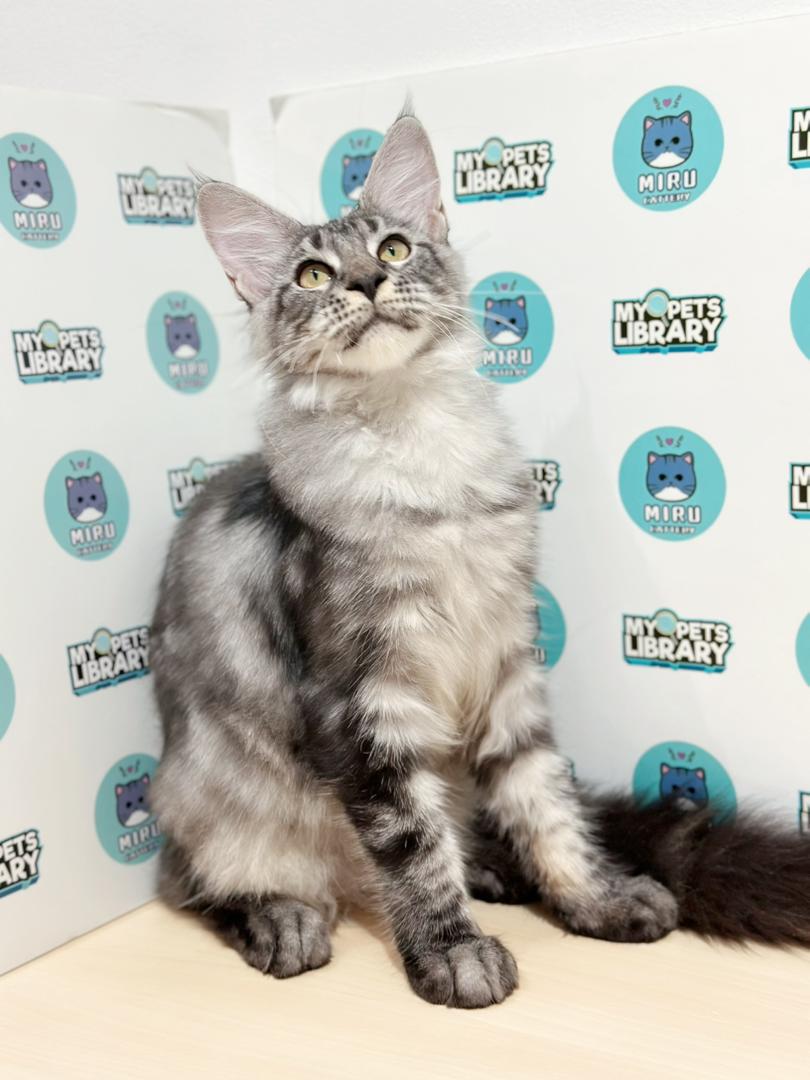 Maine Coon Kitten