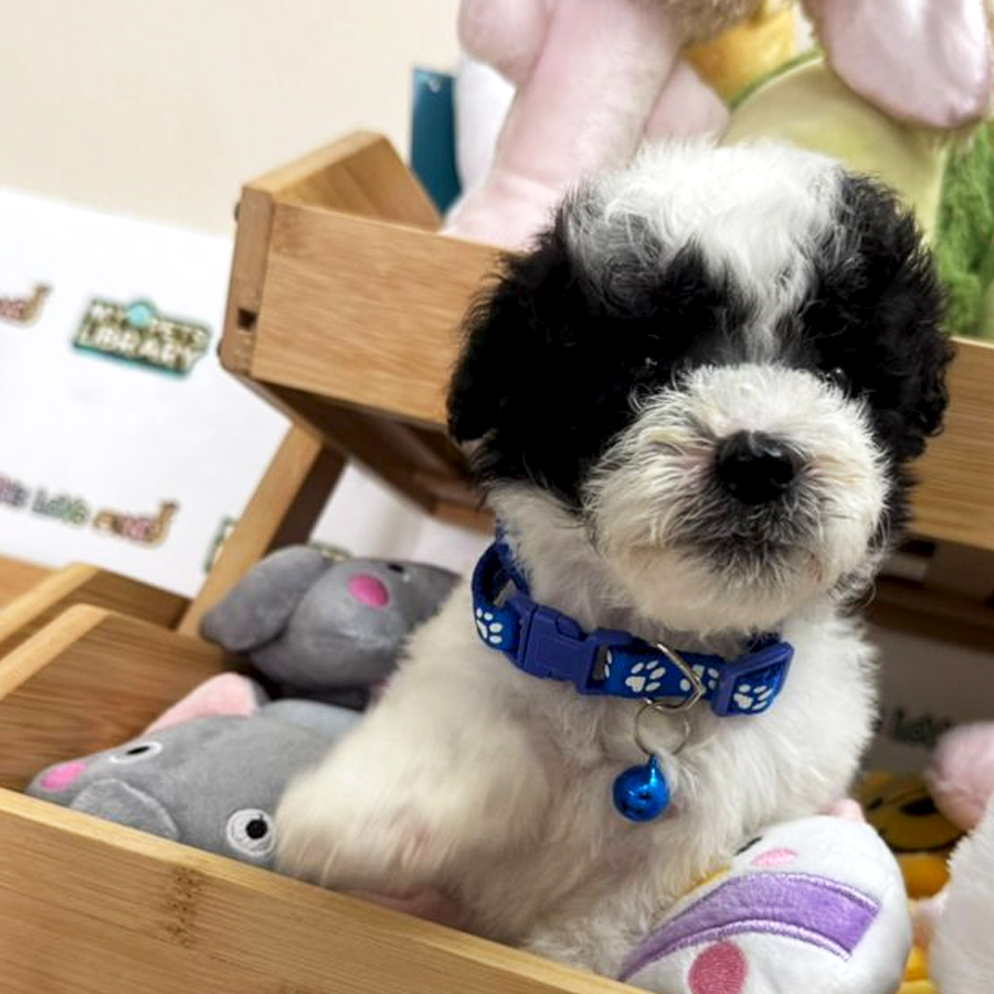 Tiny Toy Poodle Puppy