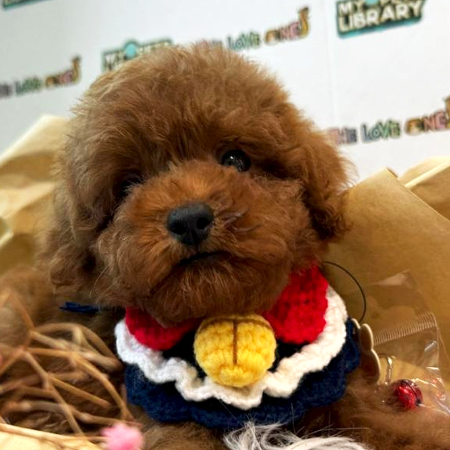 Tiny Toy Poodle Puppy