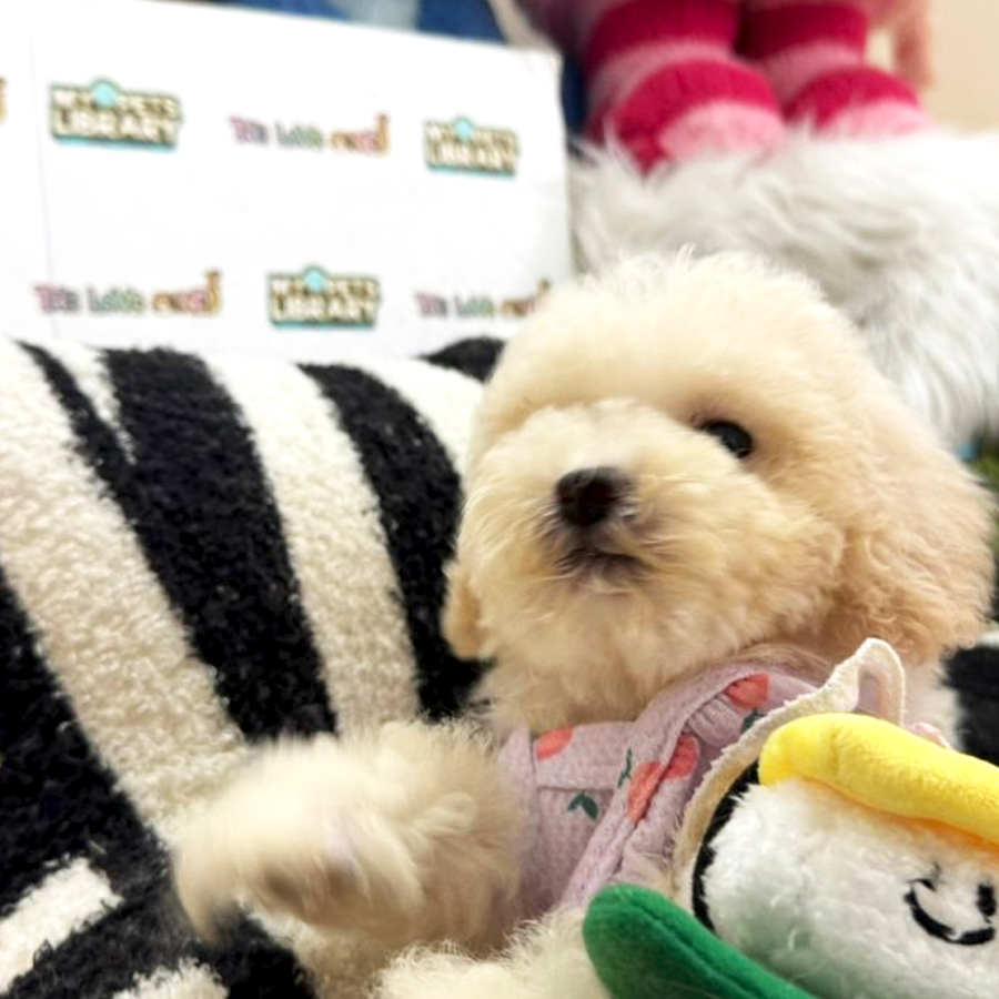 Tiny Toy Poodle Puppy