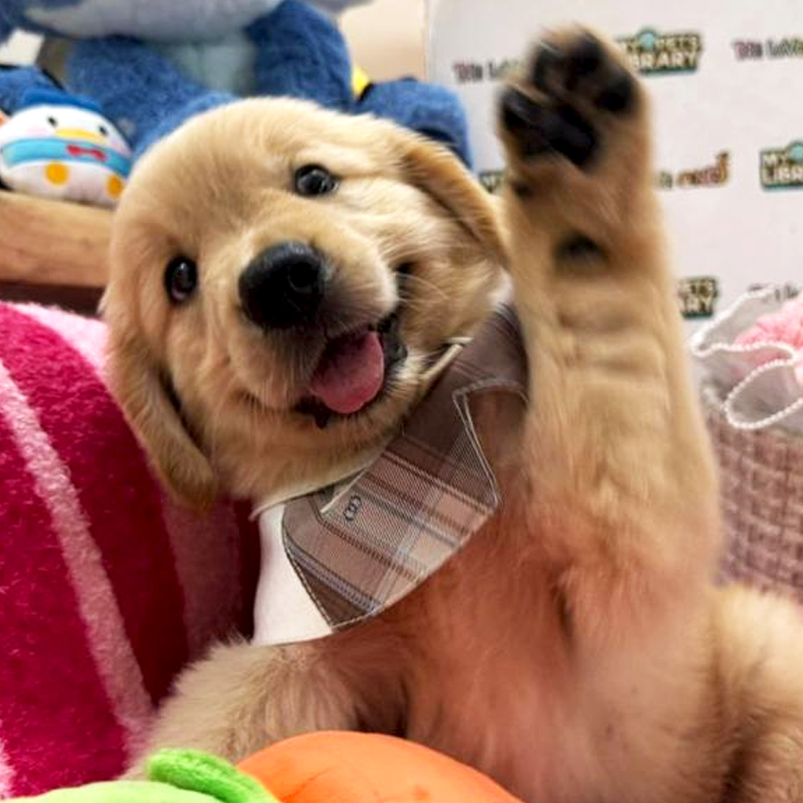 Golden Retriever Puppy