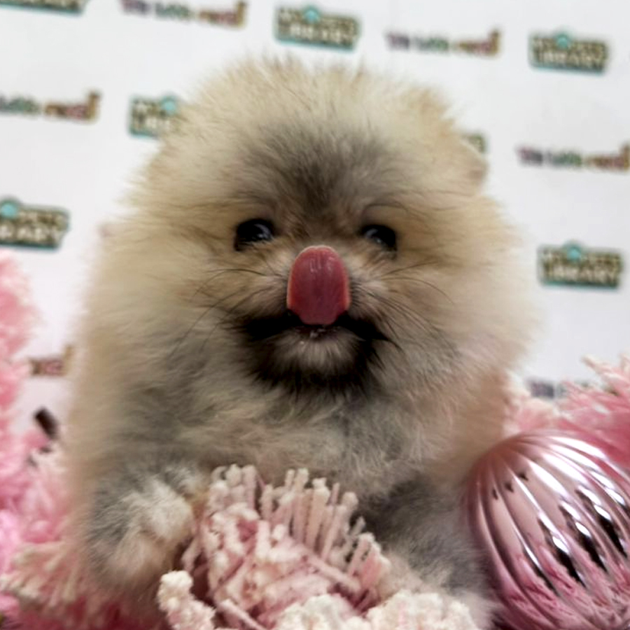 Tiny Pomeranian Puppy