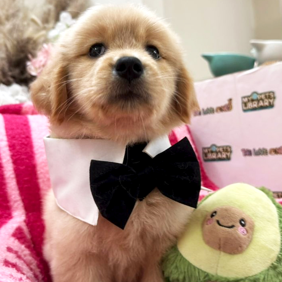 Golden Retriever Puppy
