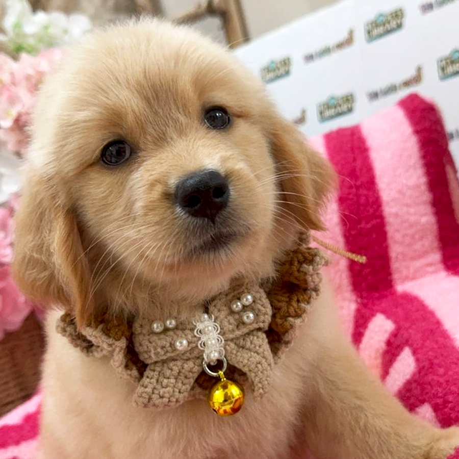 Golden Retriever Puppy