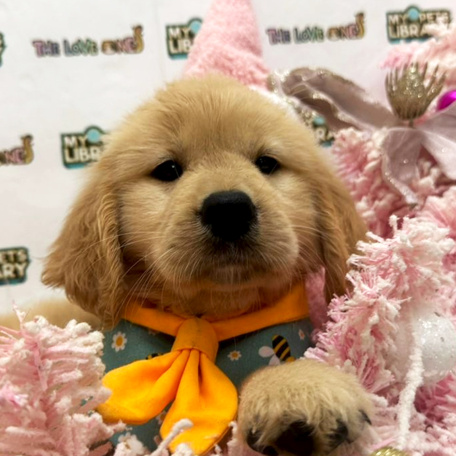 Golden Retriever Puppy
