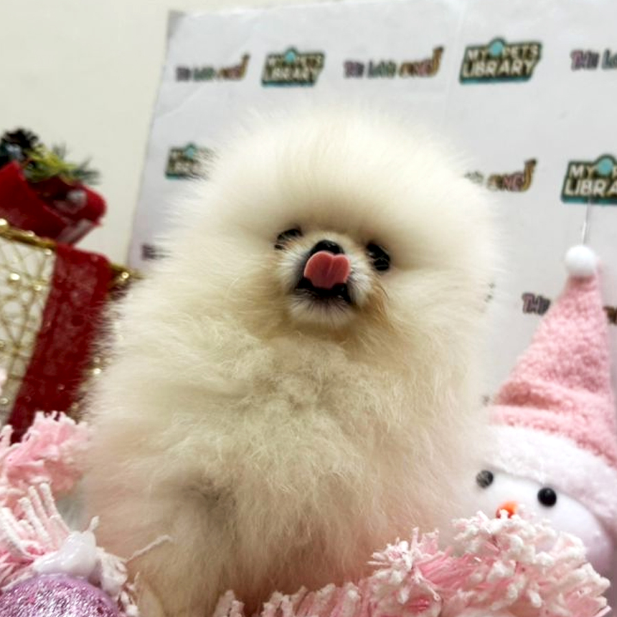 Tiny Pomeranian Puppy