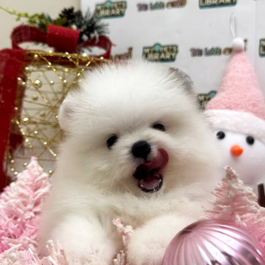 Tiny Pomeranian Puppy