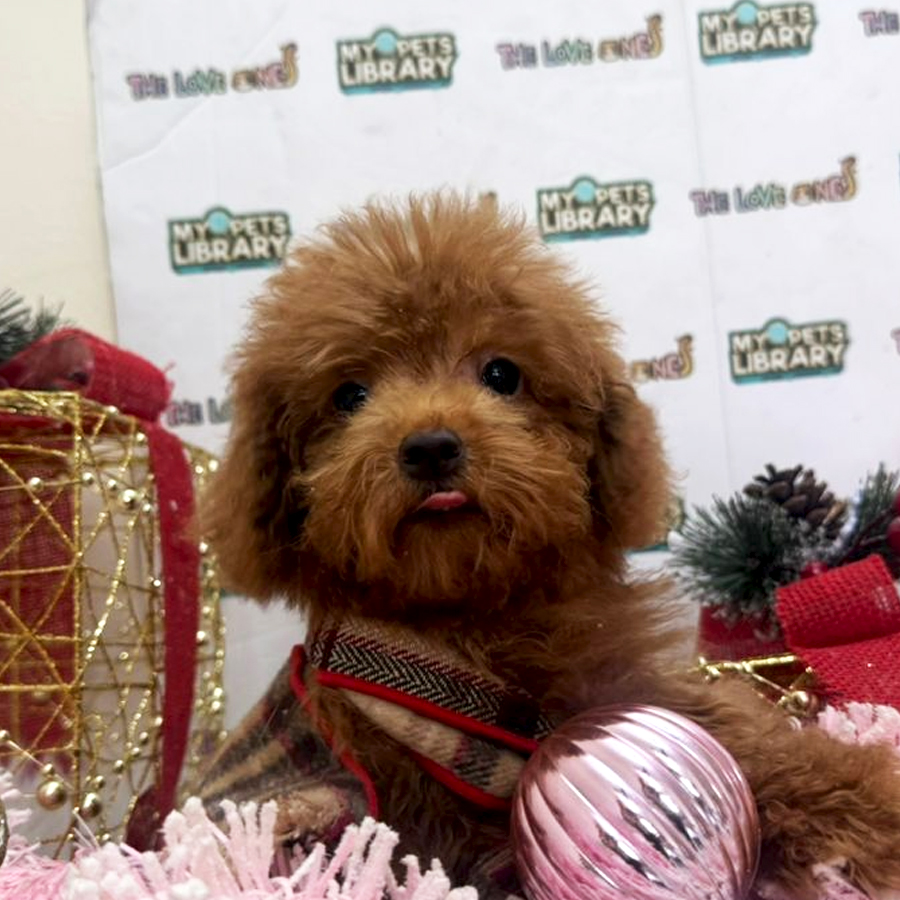 Tiny Poodle Puppy