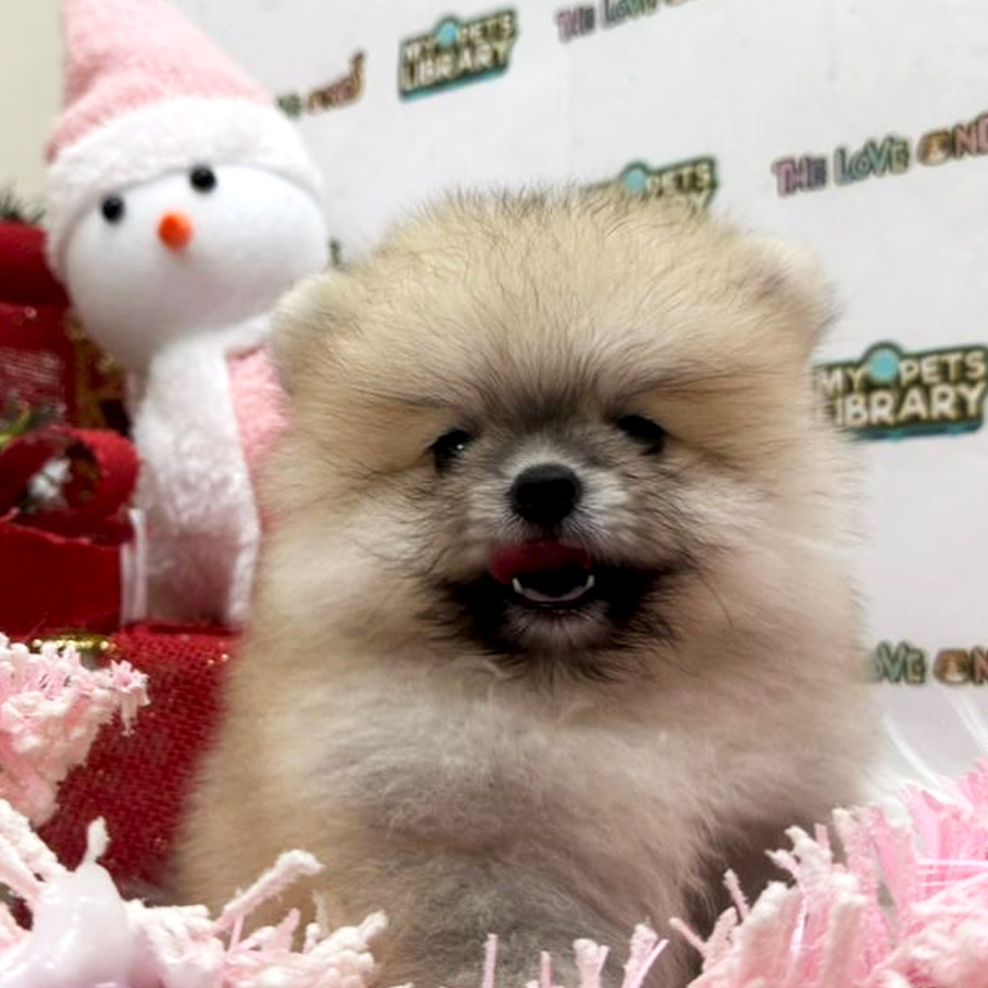 Tiny Pomeranian Puppy