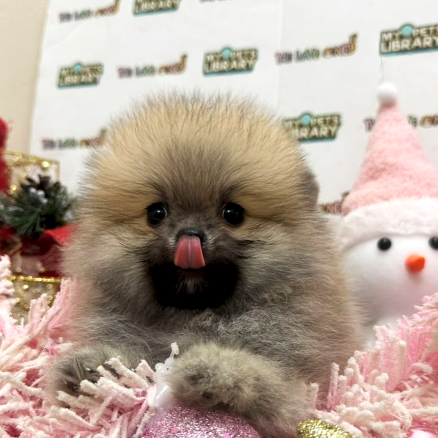 Tiny Pomeranian Puppy