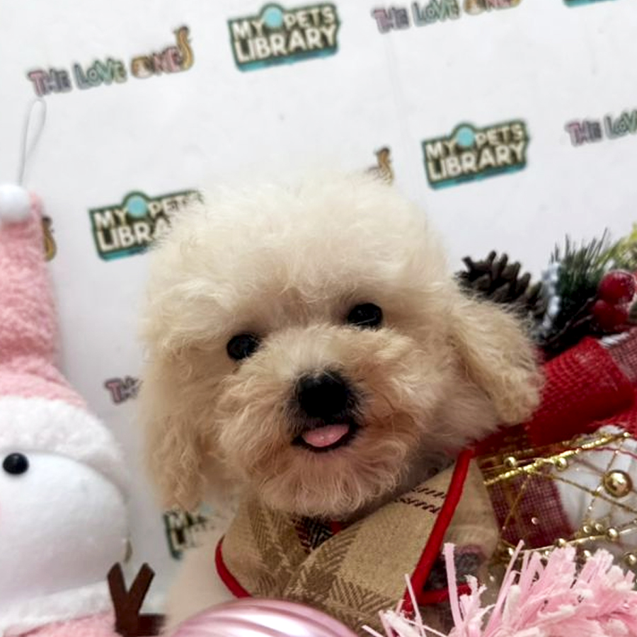 Tiny Toy Poodle Puppy